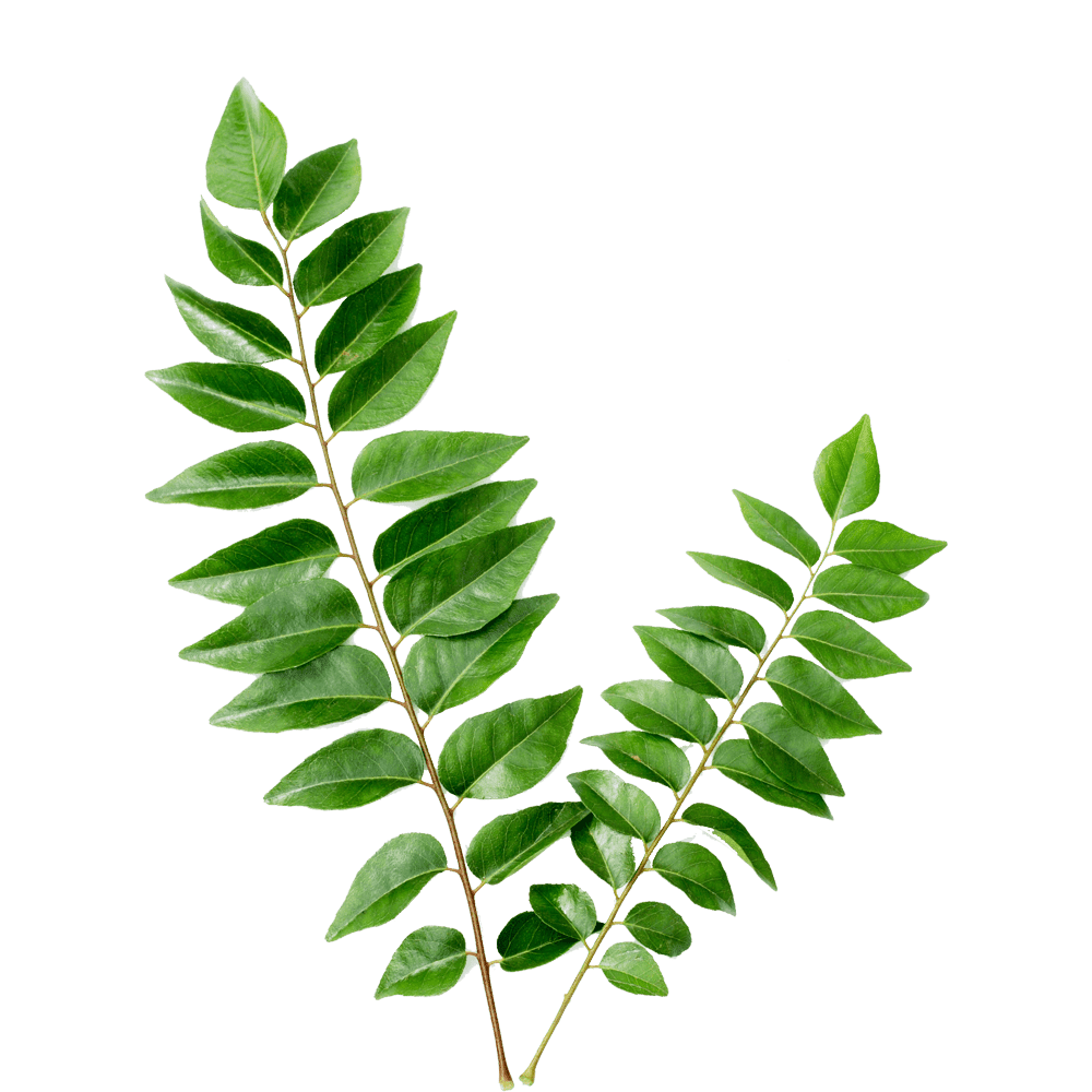 Herb